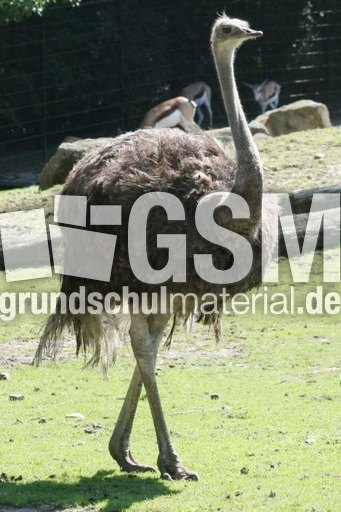 Strauß-3.jpg